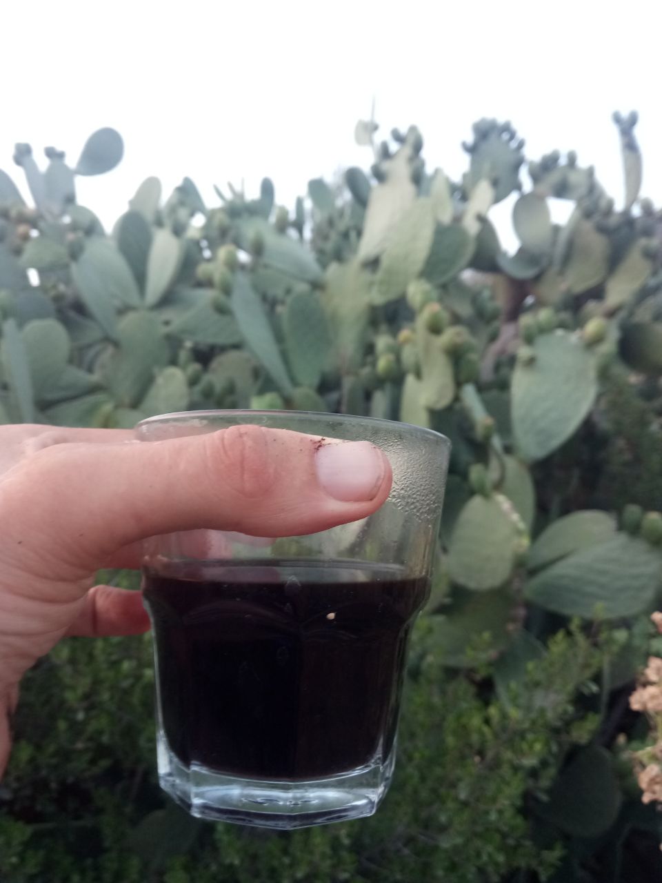 Making cactus coffee